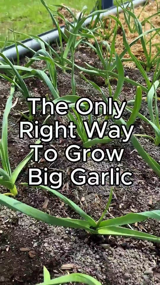 Post 4 by Farmer 🧑‍🌾 on TikTok (video)