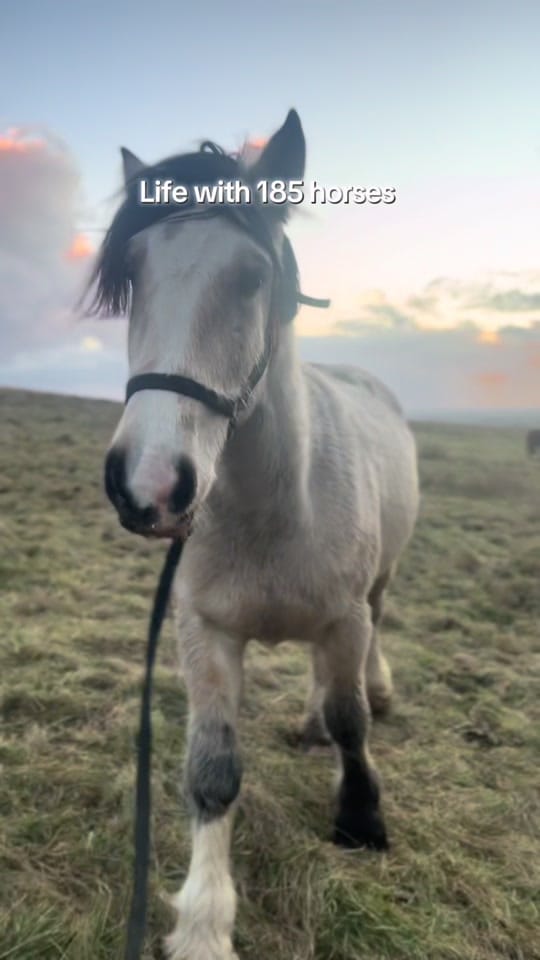Post 1 by Bespoke Equestrian Ireland on TikTok (video)
