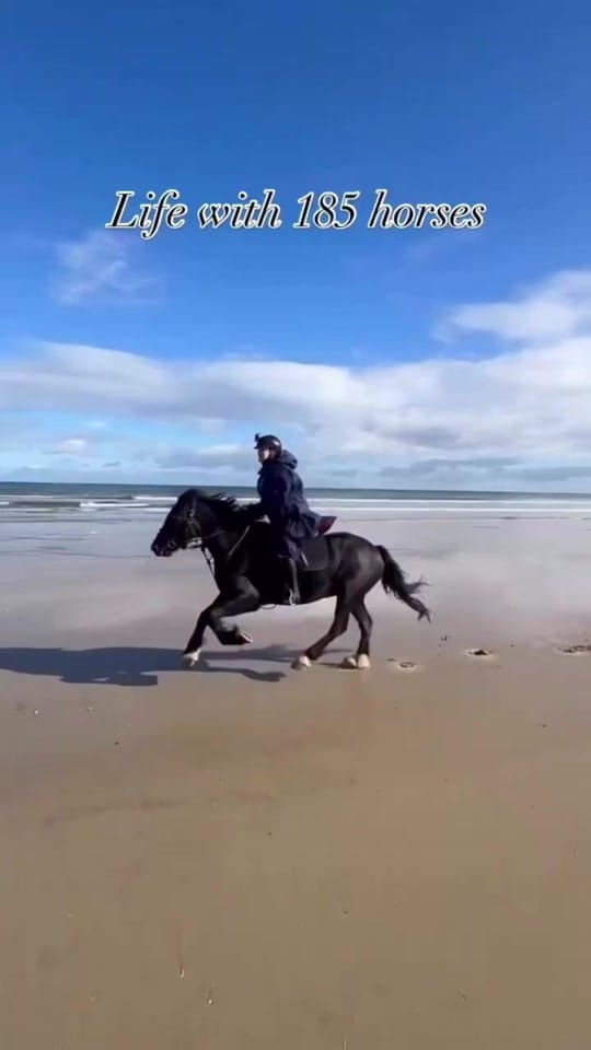 Post 10 by Bespoke Equestrian Ireland on TikTok (video)