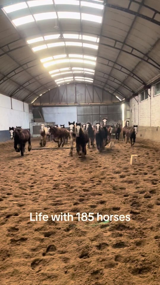 Post 6 by Bespoke Equestrian Ireland on TikTok (video)