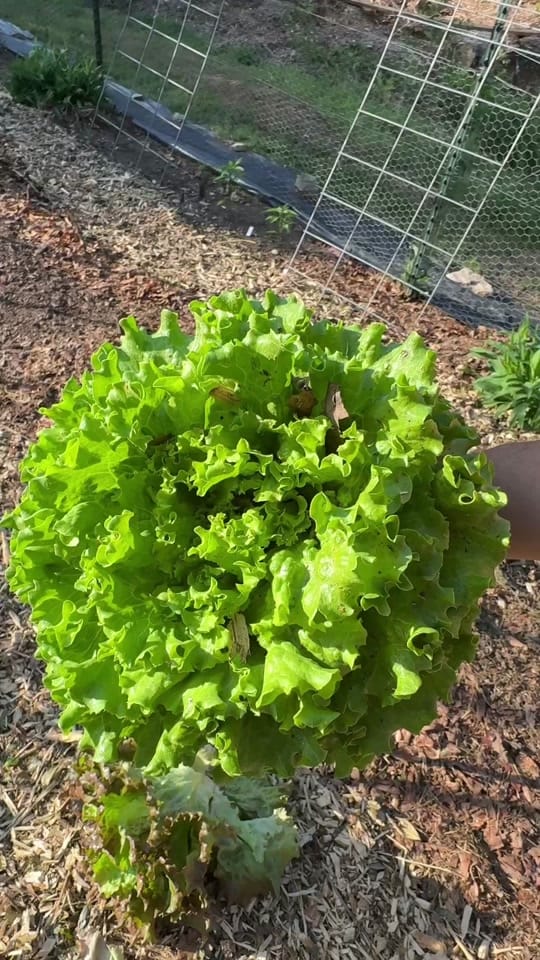 Post 7 by Joshua Meekins TGIG on TikTok (video)