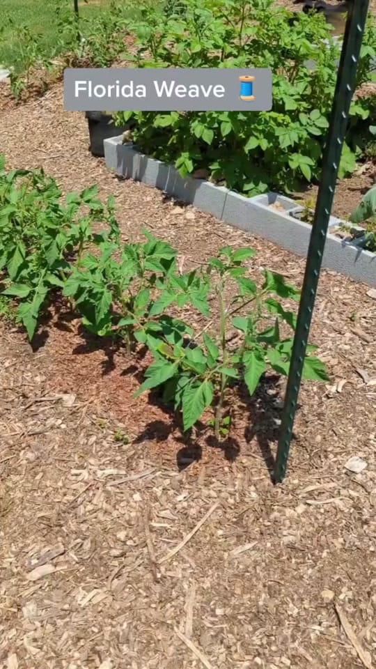 Post 5 by Joshua Meekins TGIG on TikTok (video)