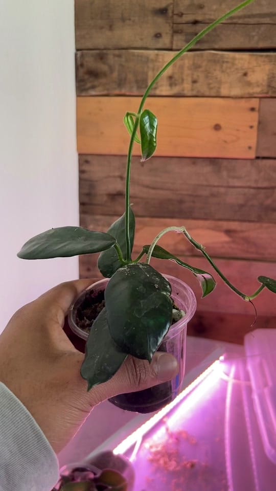 Post 6 by Planted by Ajay on TikTok (video)