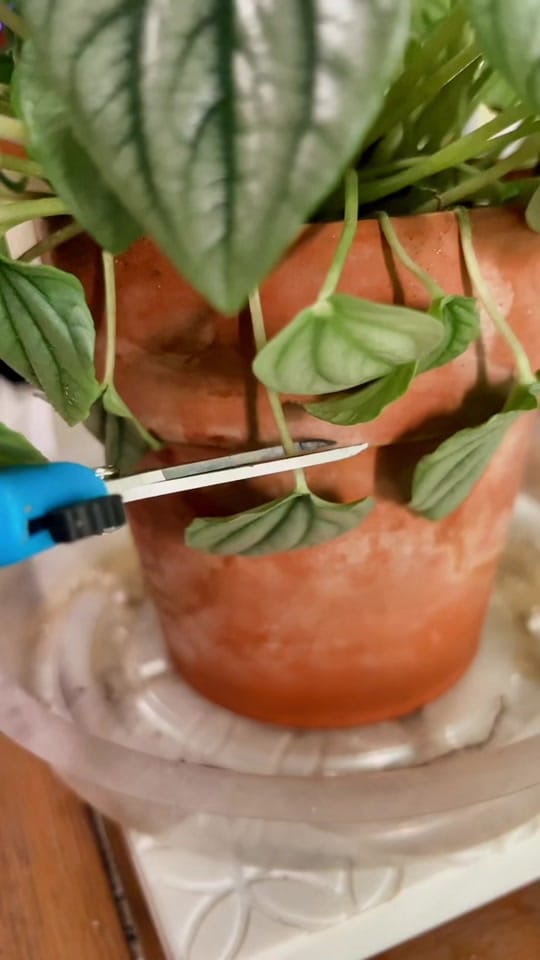 Post 10 by Planted by Ajay on TikTok (video)