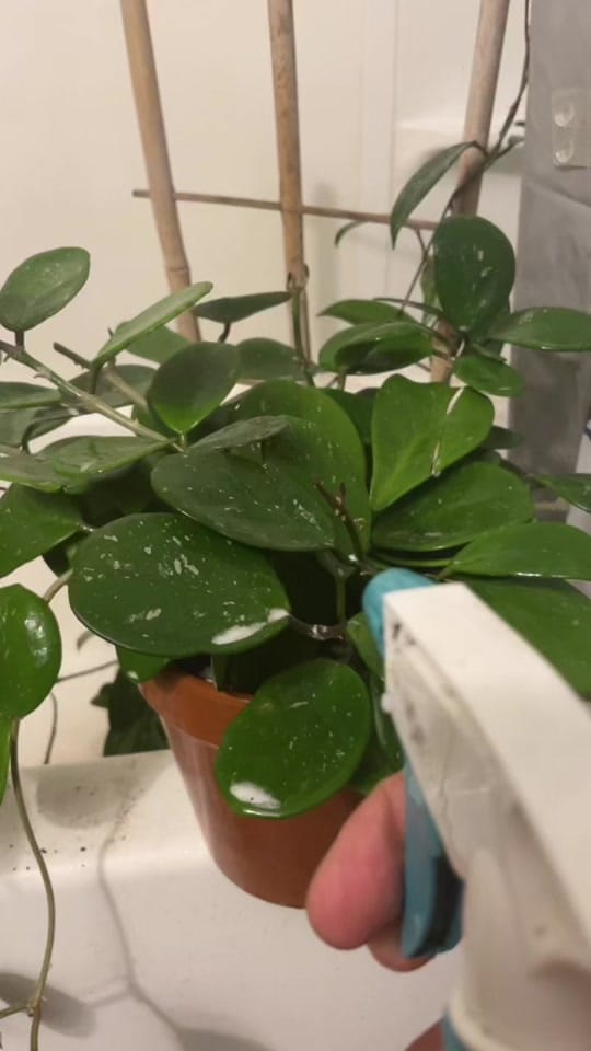 Post 8 by Planted by Ajay on TikTok (video)