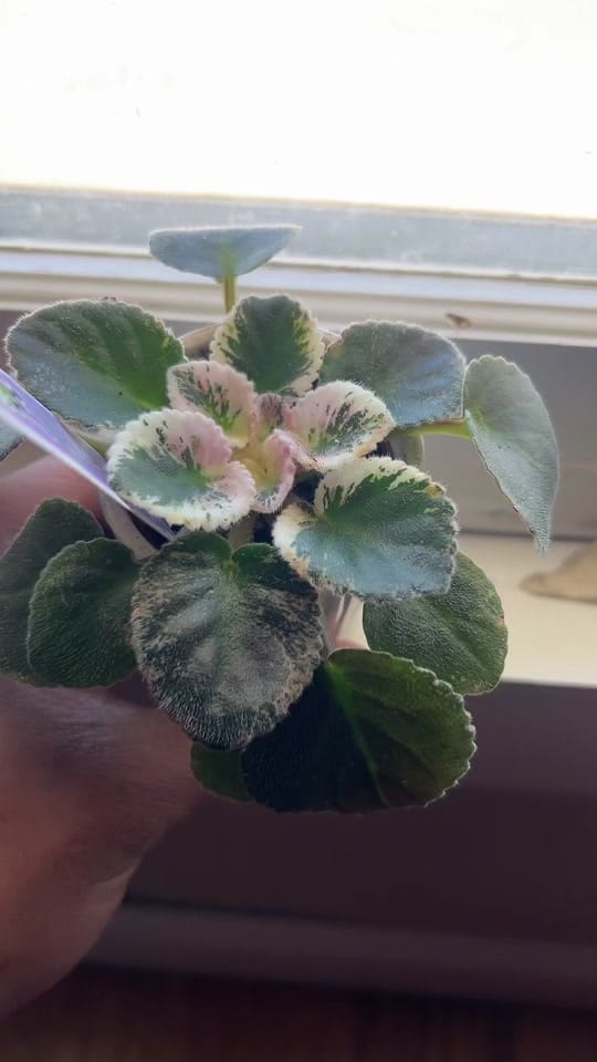 Post 3 by Planted by Ajay on TikTok (video)
