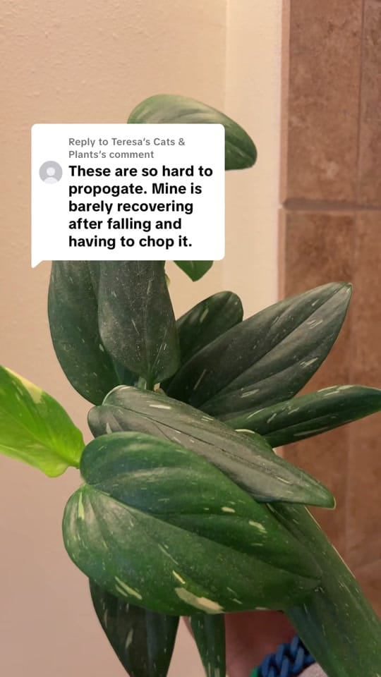 Post 5 by Planted by Ajay on TikTok (video)