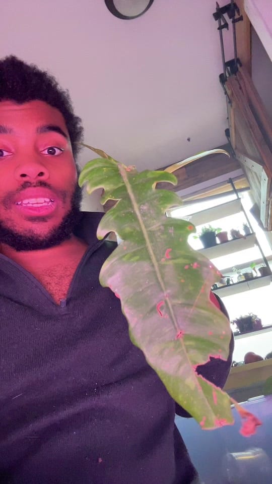 Post 7 by Planted by Ajay on TikTok (video)