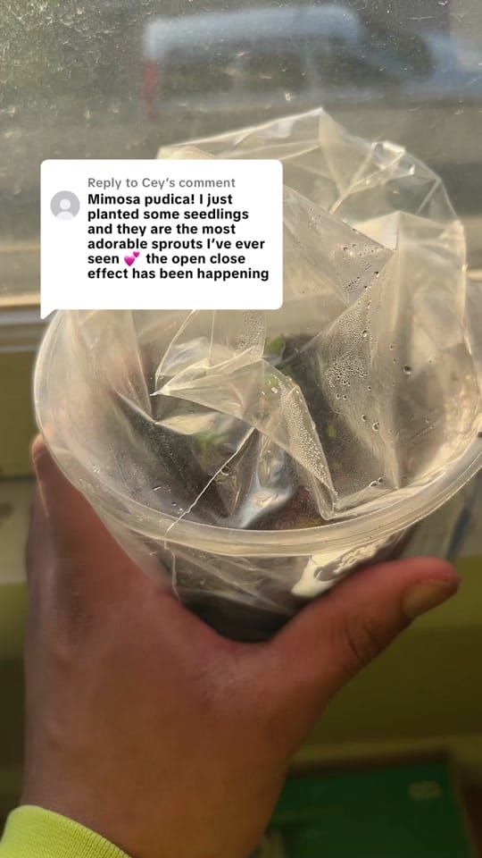 Post 2 by Planted by Ajay on TikTok (video)