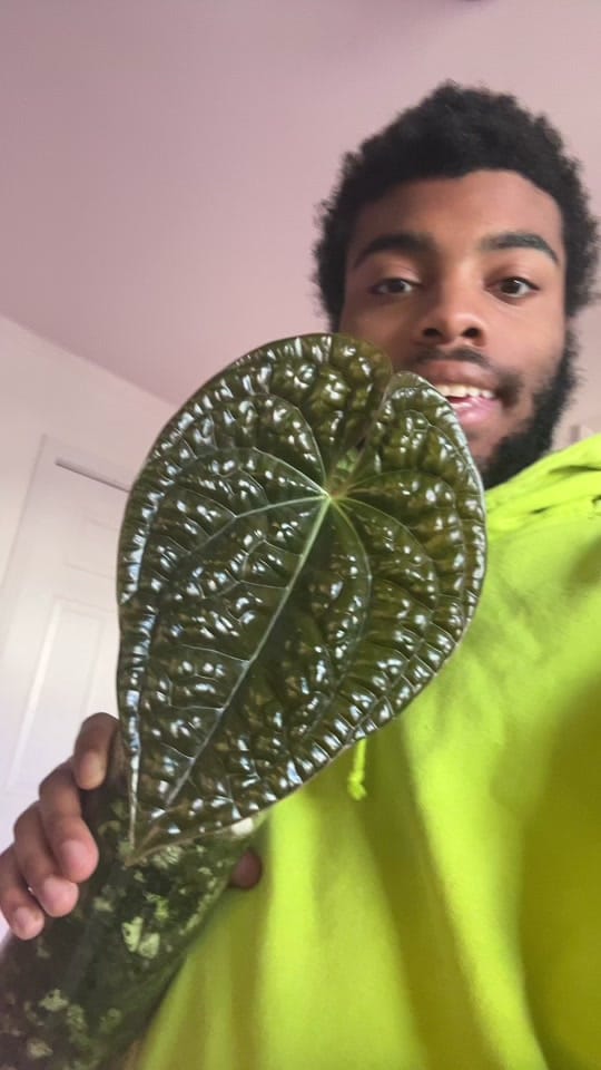 Post 4 by Planted by Ajay on TikTok (video)