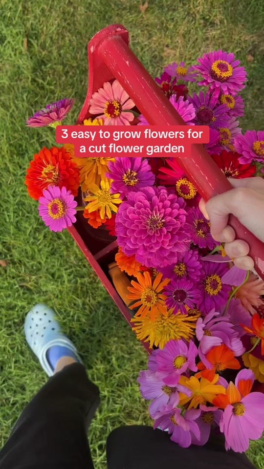 Post 5 by Annie on TikTok (video)