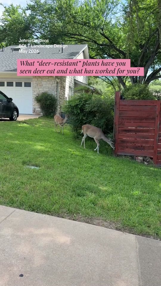 Post 7 by JennieGardens on TikTok (video)