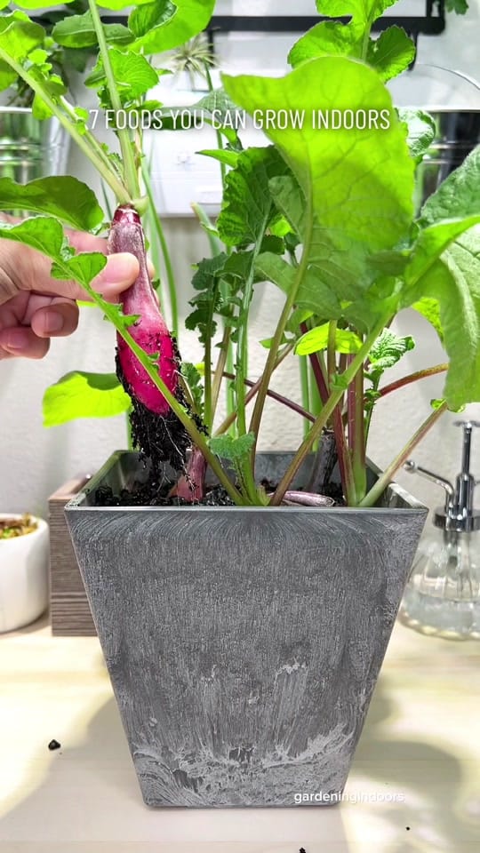 Post 10 by gardeningindoors on TikTok (video)