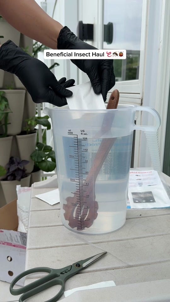 Post 2 by gardeningindoors on TikTok (video)