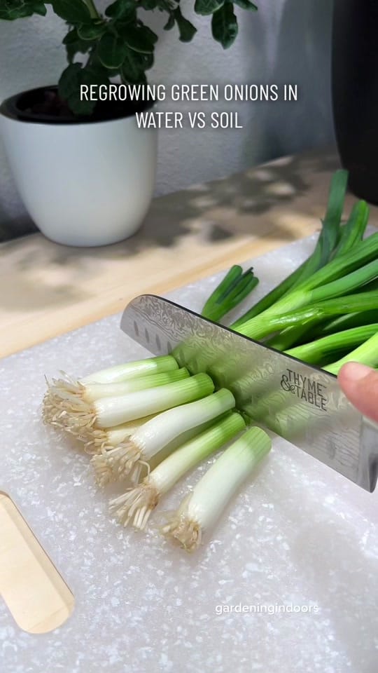 Post 9 by gardeningindoors on TikTok (video)