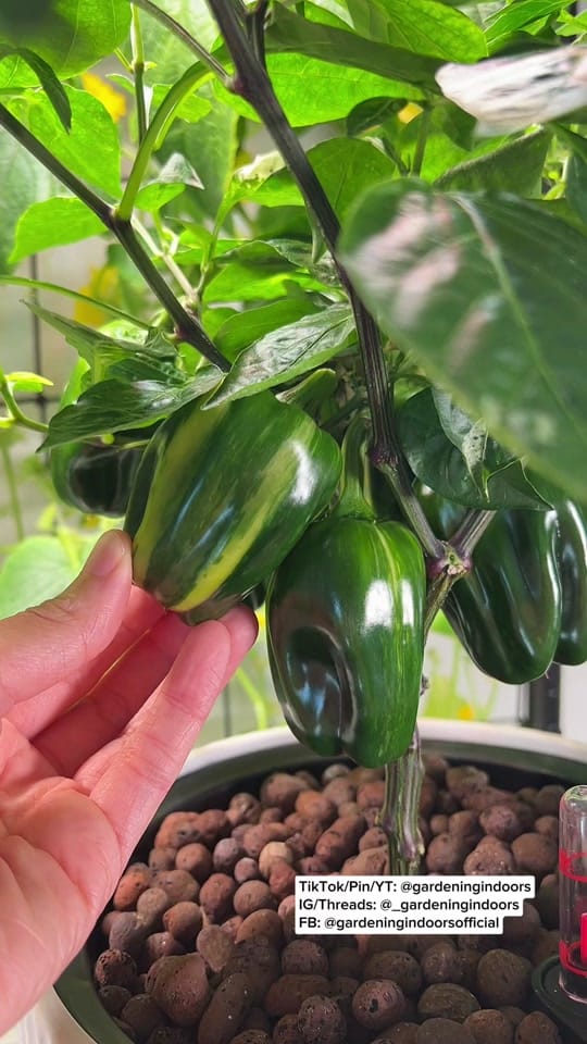 Post 8 by gardeningindoors on TikTok (video)