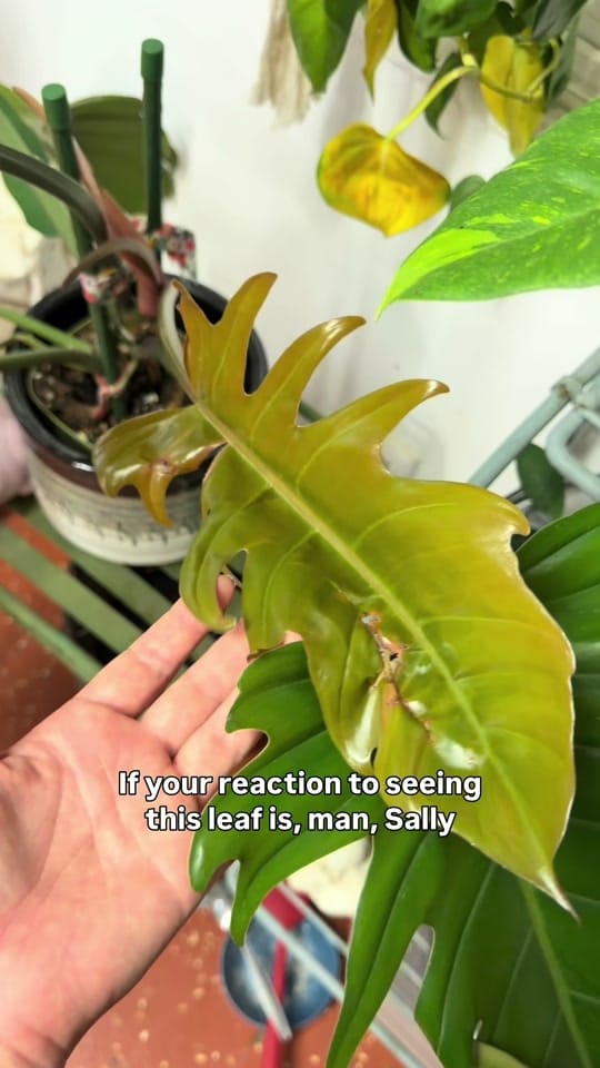 Post 4 by plantedbysally on TikTok (video)