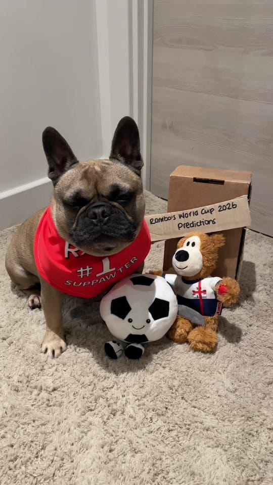 Post 6 by Rambo French Bulldog on TikTok (video)