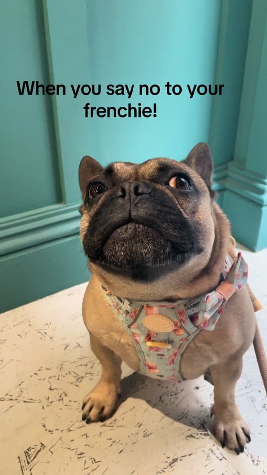 Post 10 by Rambo French Bulldog on TikTok (video)