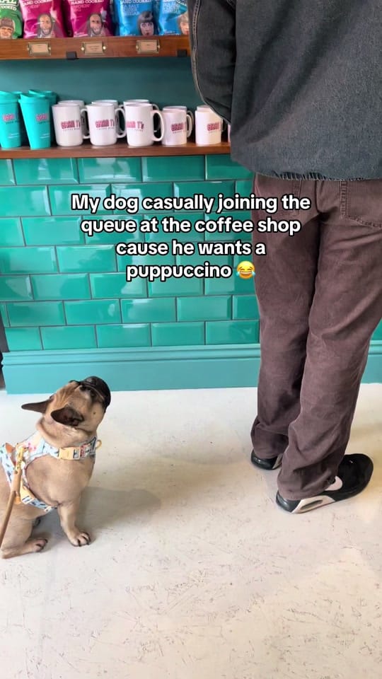 Post 9 by Rambo French Bulldog on TikTok (video)