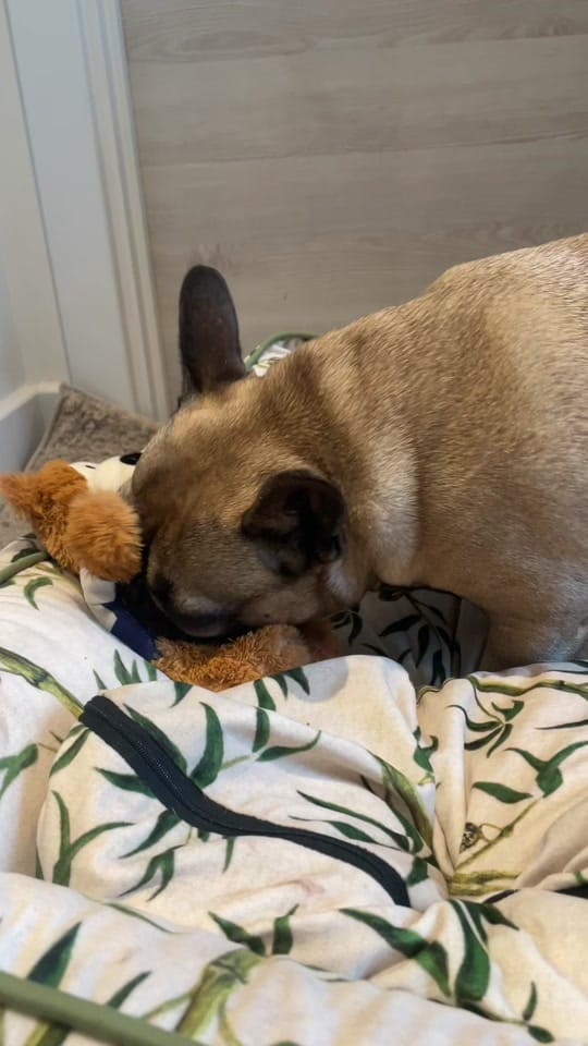 Post 4 by Rambo French Bulldog on TikTok (video)