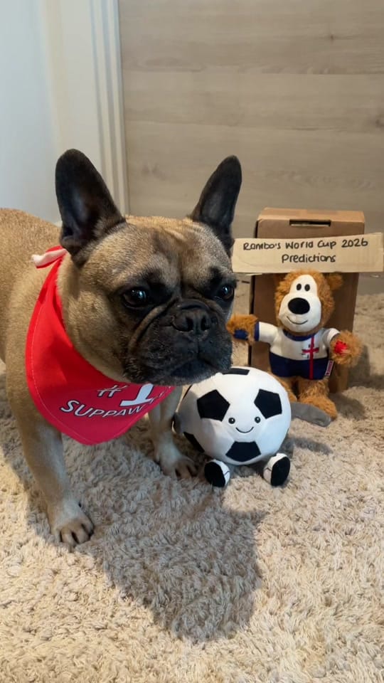 Post 2 by Rambo French Bulldog on TikTok (video)