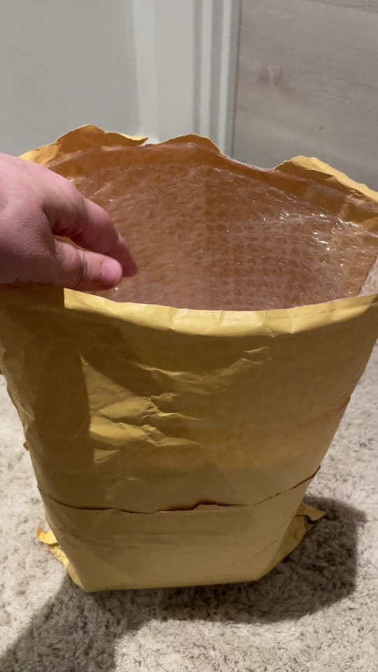 Post 7 by Rambo French Bulldog on TikTok (video)