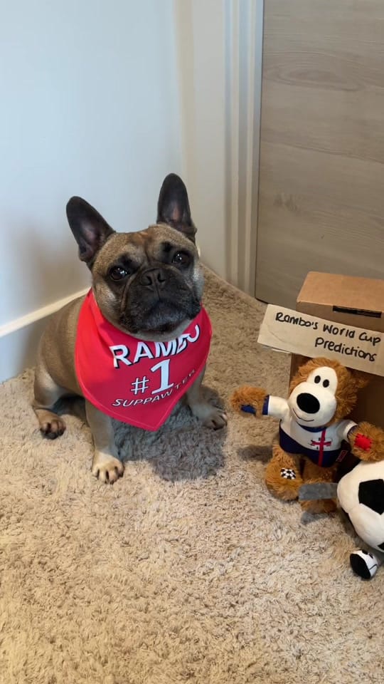 Post 5 by Rambo French Bulldog on TikTok (video)