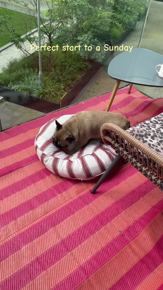 Post 1 by Rambo French Bulldog on TikTok (video)