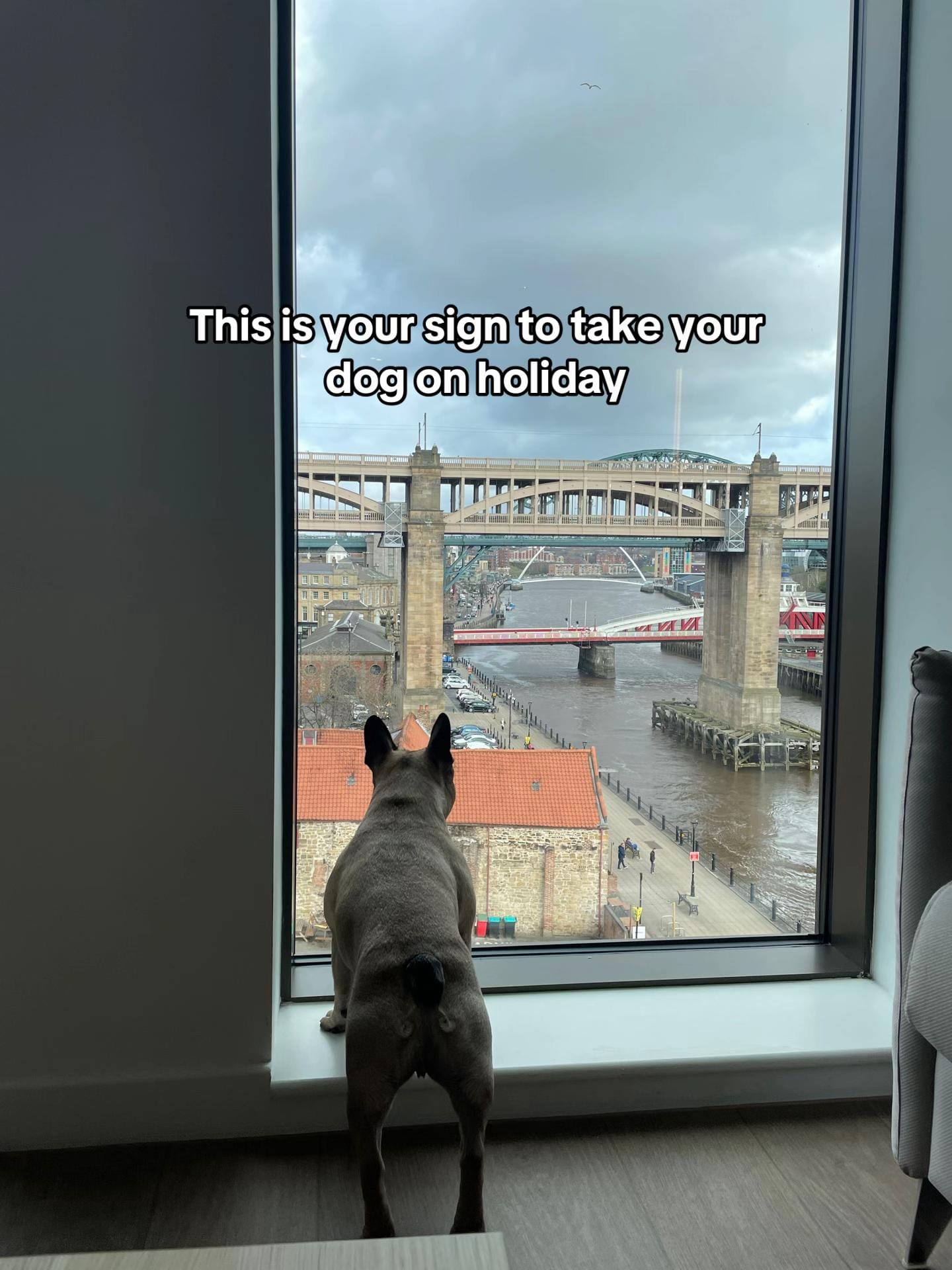 Post 8 by Rambo French Bulldog on TikTok (video)