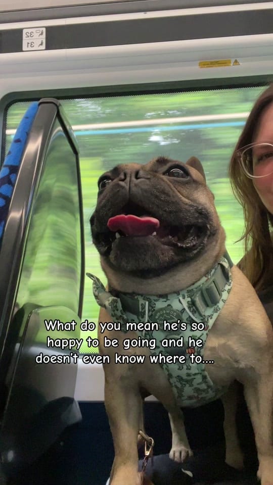 Post 3 by Rambo French Bulldog on TikTok (video)