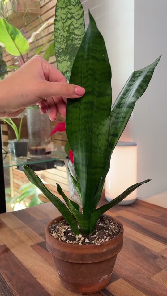 Post 10 by mtplanters on TikTok (video)