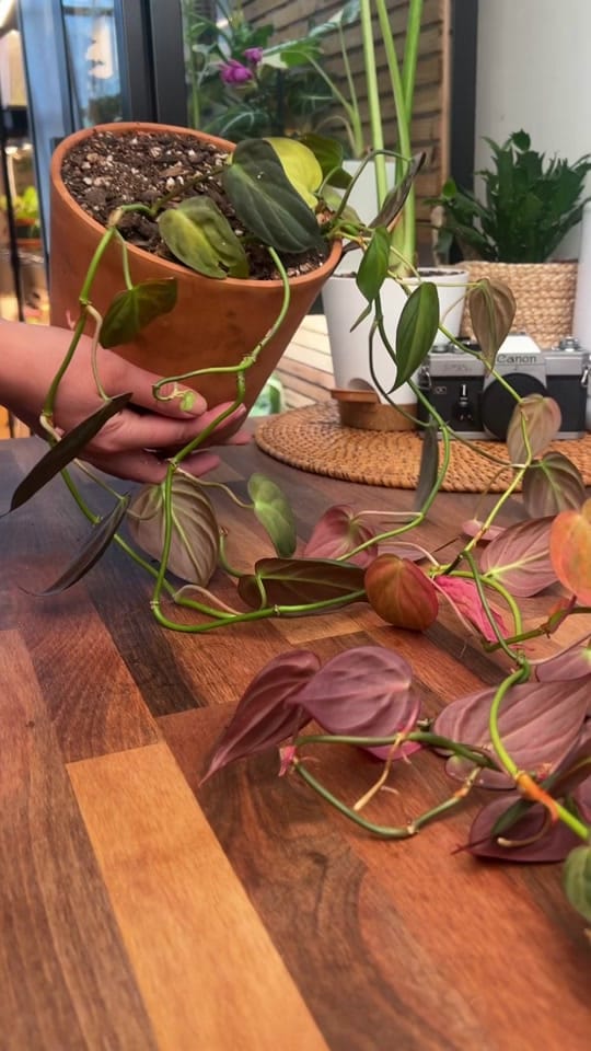 Post 1 by mtplanters on TikTok (video)