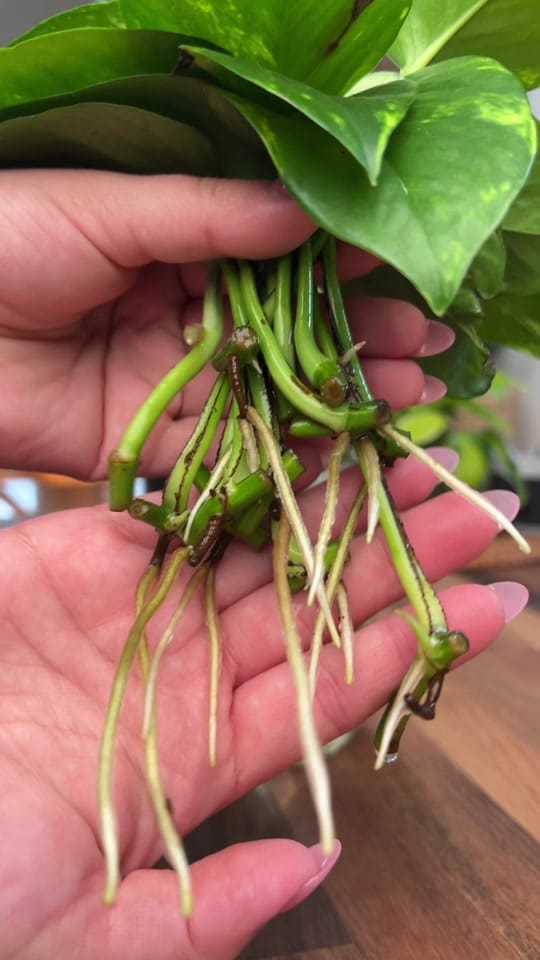 Post 4 by mtplanters on TikTok (video)