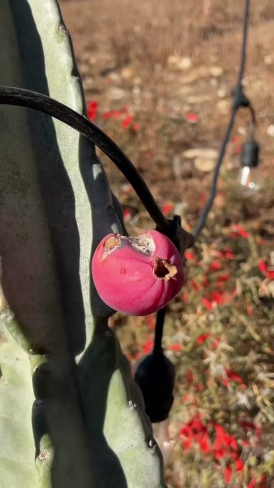 Post 9 by mtplanters on TikTok (video)