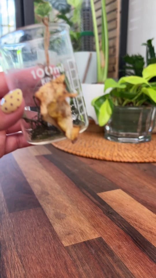 Post 6 by mtplanters on TikTok (video)