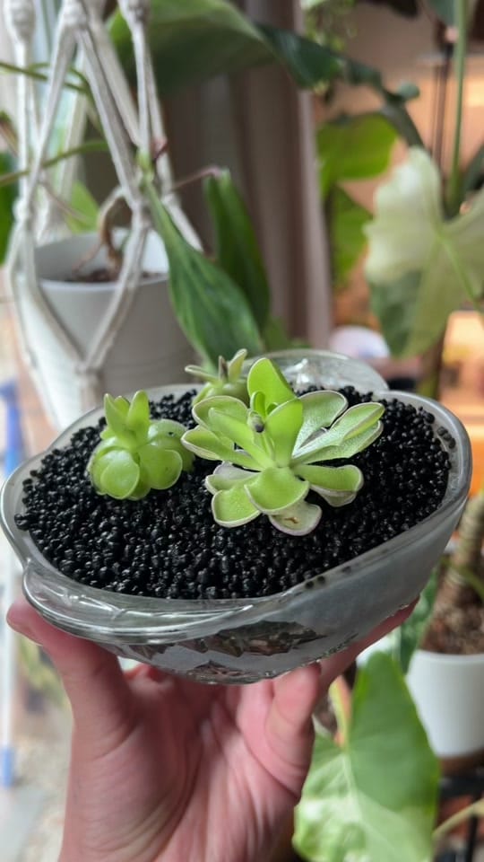 Post 7 by mtplanters on TikTok (video)