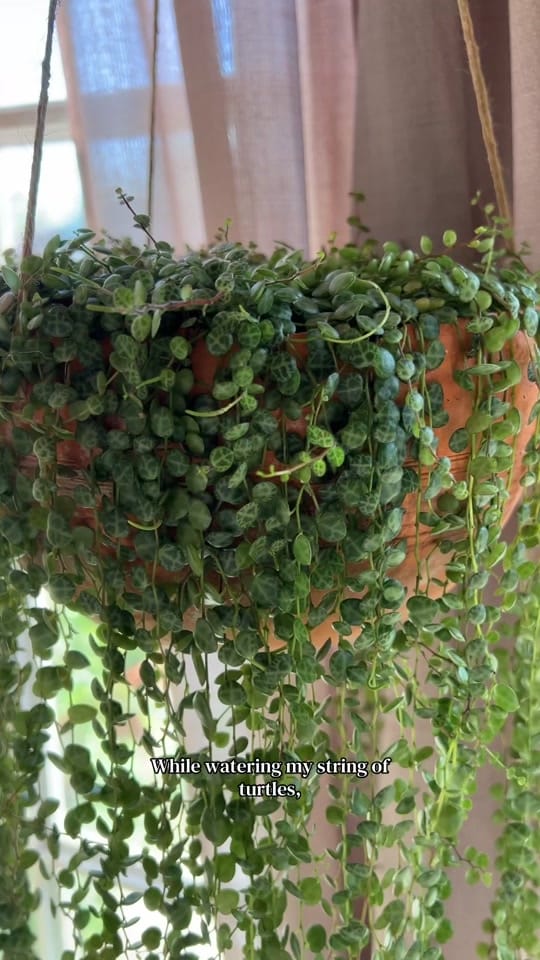 Post 5 by mtplanters on TikTok (video)
