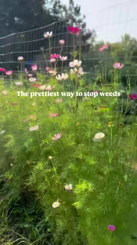 Post 5 by Cultivating Roots on TikTok (video)