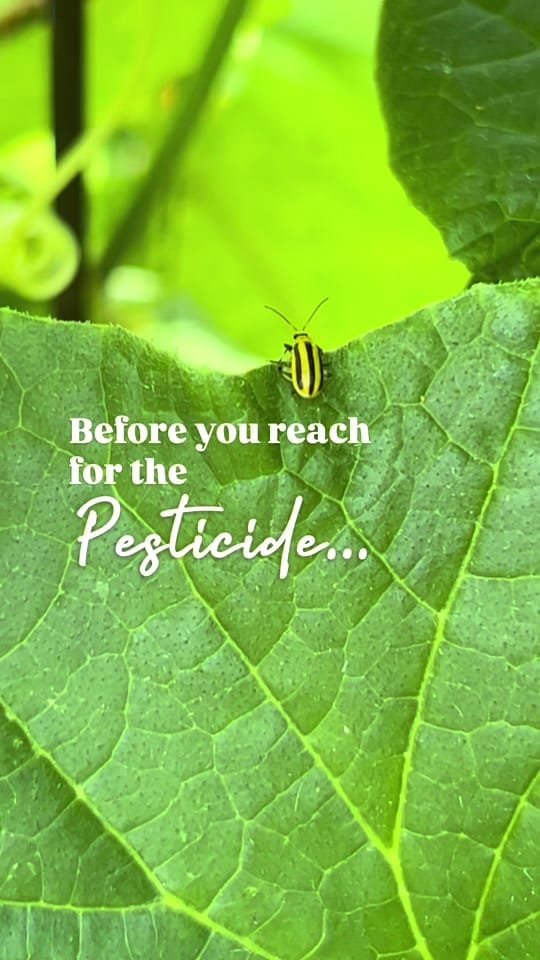 Post 3 by Cultivating Roots on TikTok (video)
