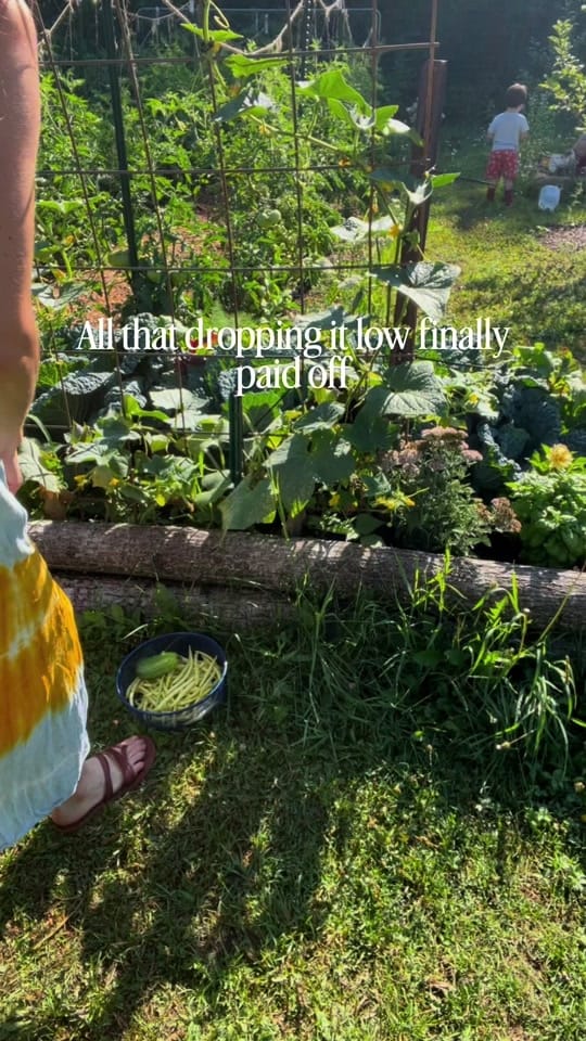 Post 4 by Cultivating Roots on TikTok (video)