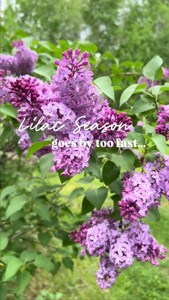 Post 9 by Cultivating Roots on TikTok (video)