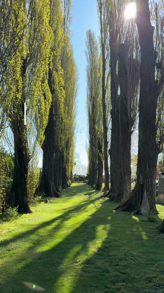 Post 1 by Gluten-Free Ellie on TikTok (video)