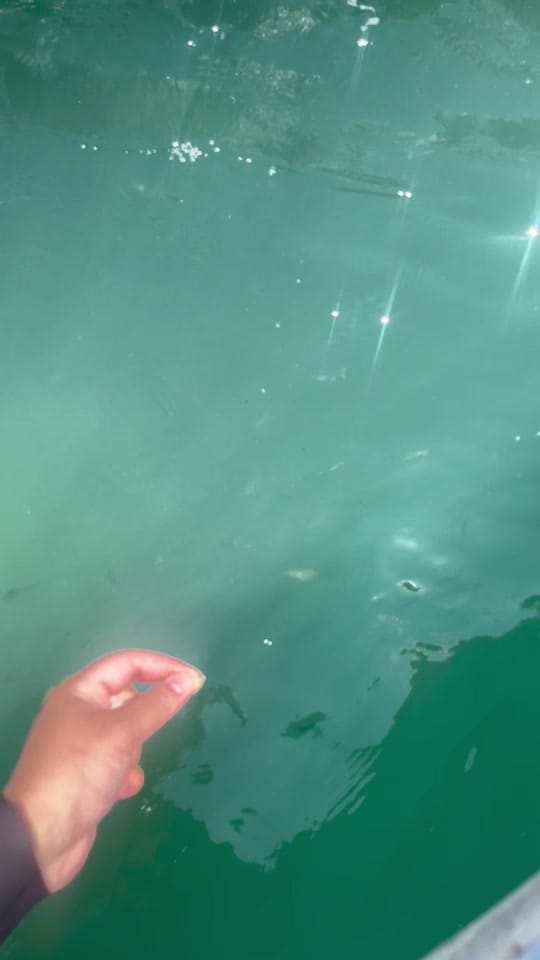 Post 4 by nailah_diaries on TikTok (video)