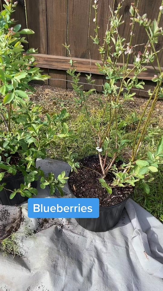 Post 7 by Brittney Porter on TikTok (video)