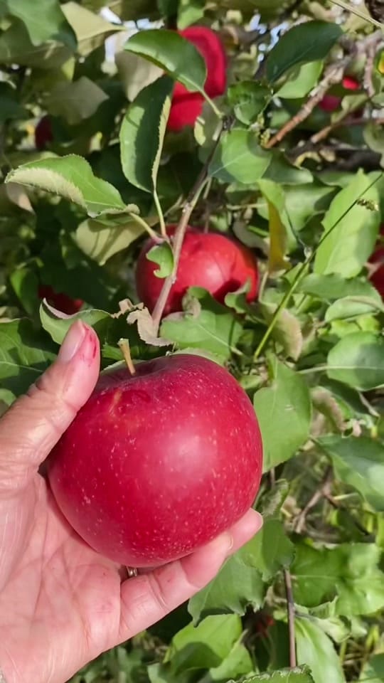 Post 8 by Lenda Laluas on TikTok (video)