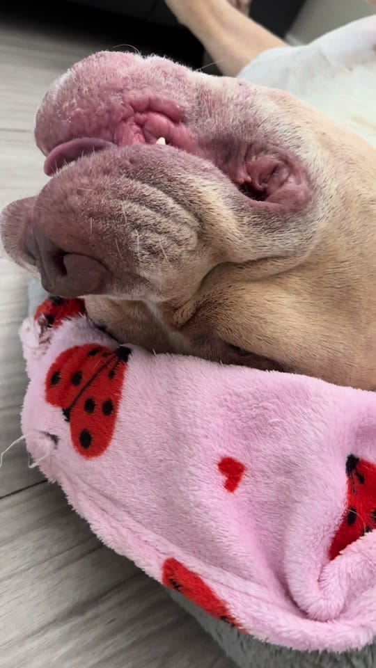 Post 1 by Juice & Reign 🐾 on TikTok (video)