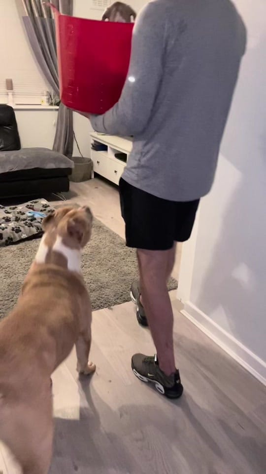 Post 10 by Juice & Reign 🐾 on TikTok (video)