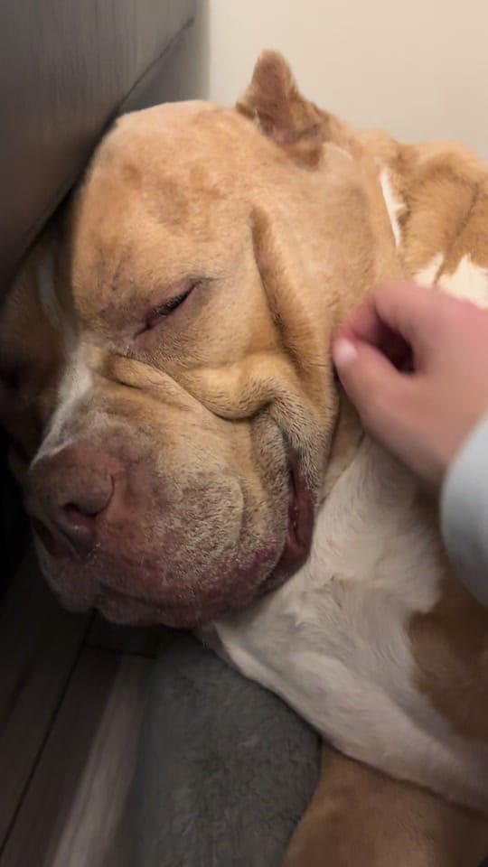 Post 5 by Juice & Reign 🐾 on TikTok (video)