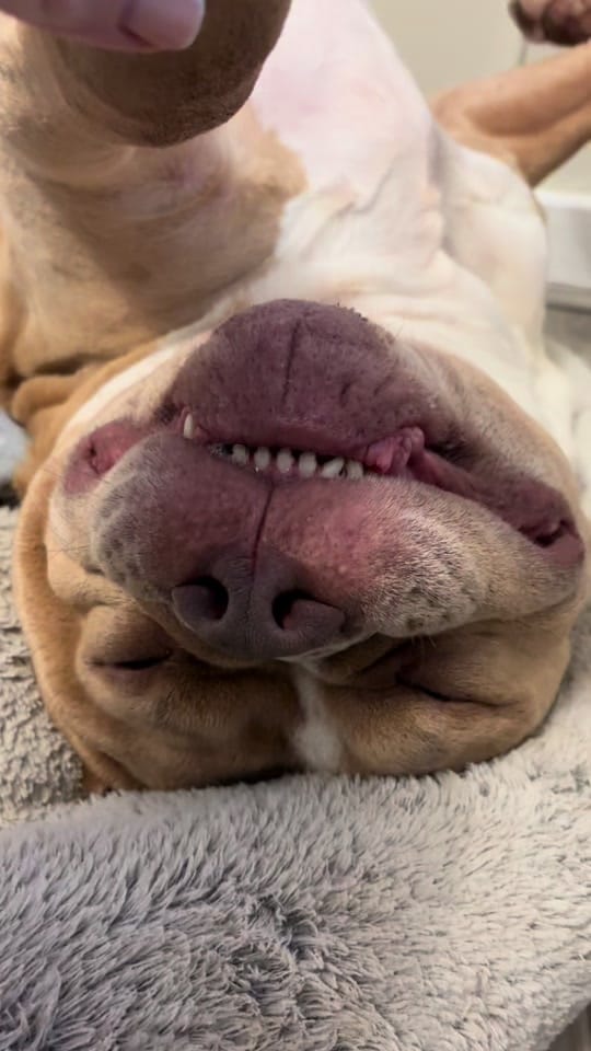 Post 6 by Juice & Reign 🐾 on TikTok (video)